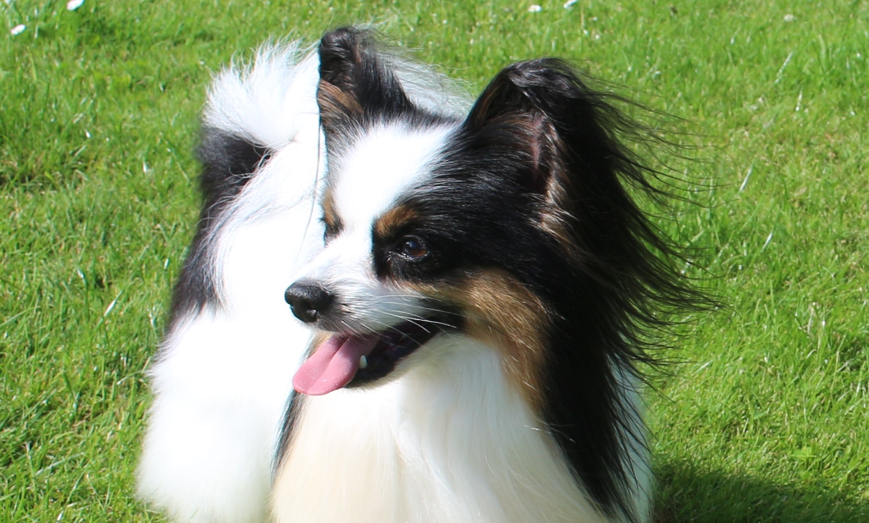 Kan vre et billede af hund og grs